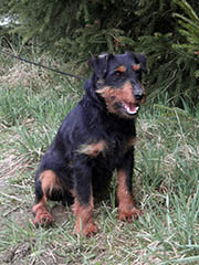 Tayson
