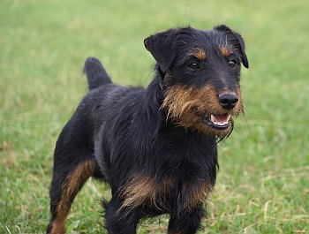 Jagdterier